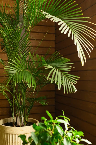 Duża Zielona Tropikalna roślina palmy w garnku w oranżerii. Kwiaty we wnętrzu. — Zdjęcie stockowe