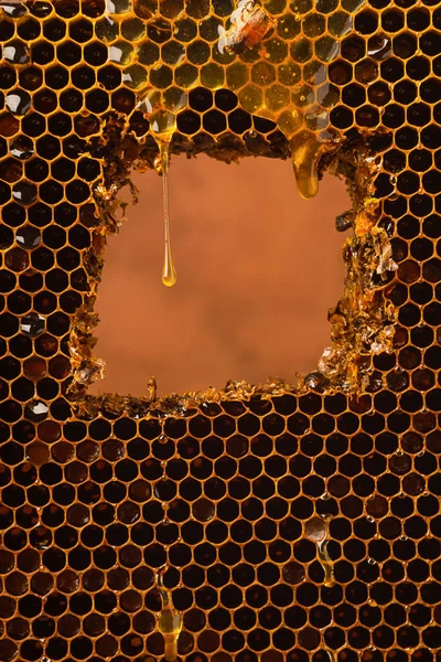 Una gota de miel fresca y clara fluye sobre el panal. Miel de abeja en un marco de color oscuro. El concepto de productos naturales . —  Fotos de Stock