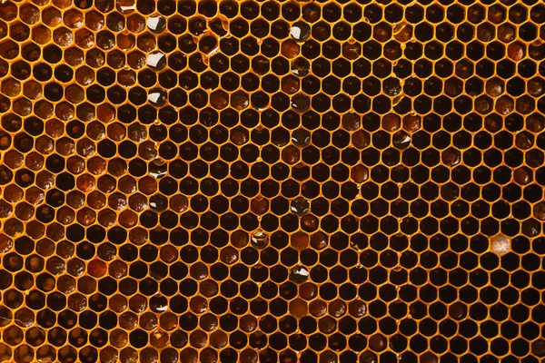 Mel de abelha em favos de mel de cor escura. O conceito de produtos naturais e saudáveis. Minimalismo na alimentação . Fotografia De Stock