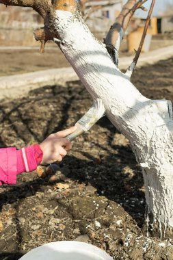 Ağaçlara bakan bir çocuk korunmak için beyaz boyaile bir ağacı kaplar. İlkbahar ve sonbaharda bahçede çalışmak.