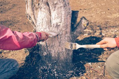 Baba ve kızı koruma için beyaz boya ile ağaç kapağı ağaçları dikkat çekmek. İlkbahar sonbaharında bahçede çalışmak.