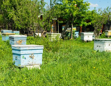 Arılar ahşap renkli bir arı kovanına uçarlar. Apiary üzerinde arıcılık çalışmaları. Seçici odaklama.