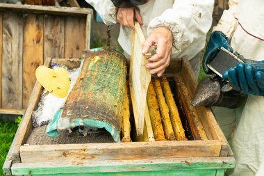 Bir arıcı arı kovanı ve bal çerçevelerini kontrol eder. Apiary üzerinde arıcılık çalışmaları. Seçici odaklama.
