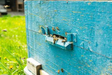 Arılar ahşap renkli bir arı kovanına uçarlar. Apiary üzerinde arıcılık çalışmaları. Seçici odaklama.