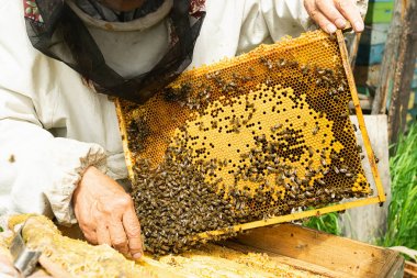 Bir arıcı bal ve arılarla dolu bir çerçeve tutuyor. Apiary üzerinde arıcılık çalışmaları. Seçici odaklama.
