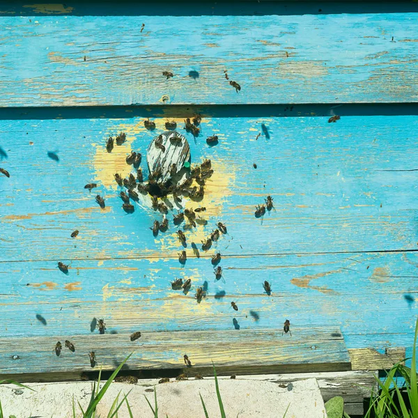 Las abejas vuelan a una colmena de madera. Trabajo de apicultura en el colmenar. Enfoque selectivo . —  Fotos de Stock