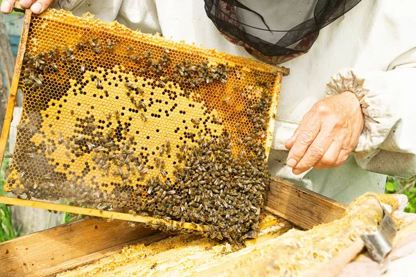 Un apicultor sostiene un marco con miel y abejas. Trabajo de apicultura en el colmenar. Enfoque selectivo . —  Fotos de Stock