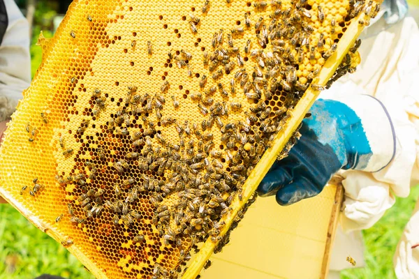 Un apicultor sostiene un marco con miel y abejas. Trabajo de apicultura en el colmenar. Enfoque selectivo . —  Fotos de Stock