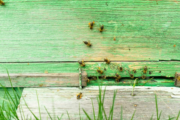 Las abejas vuelan a una colmena de madera. Trabajo de apicultura en el colmenar. Enfoque selectivo . —  Fotos de Stock