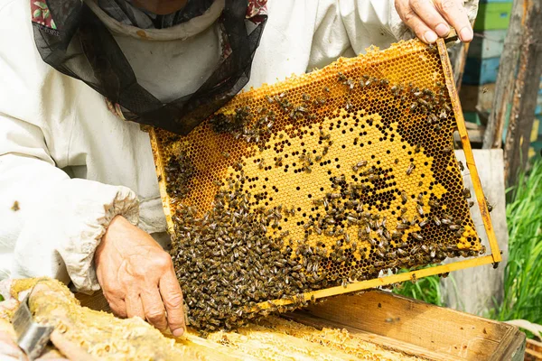 Un apicultor sostiene un marco con miel y abejas. Trabajo de apicultura en el colmenar. Enfoque selectivo . —  Fotos de Stock