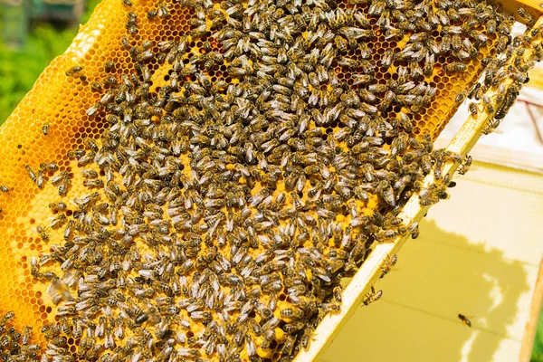 Abejas en marco de miel. Trabajo de apicultura en el colmenar. Primer plano. Enfoque selectivo . —  Fotos de Stock