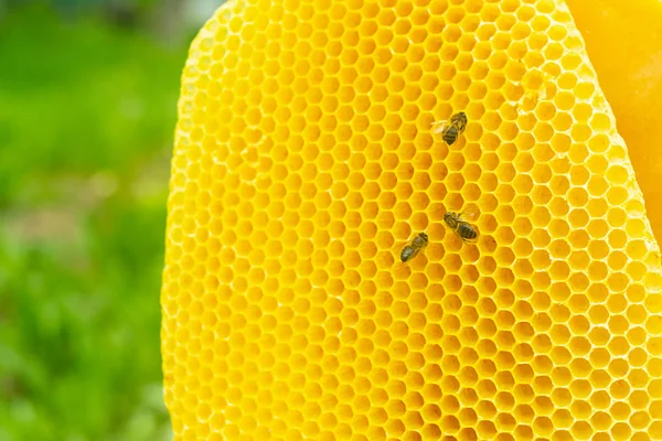 Cera natural en panales y en formas redondas. Trabajo de apicultura en el colmenar. Enfoque selectivo. H —  Fotos de Stock