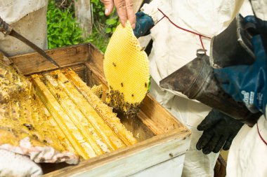 Bir arıcı arı kovanı ve bal çerçevelerini kontrol eder. Apiary üzerinde arıcılık çalışmaları. Seçici odaklama.