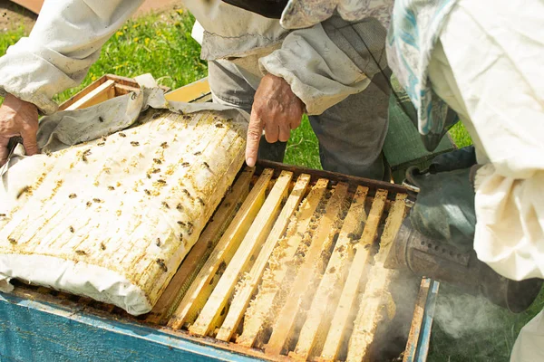 Un apicultor comprueba los marcos de abejas y miel de las abejas. Trabajo de apicultura en el colmenar. Enfoque selectivo . —  Fotos de Stock