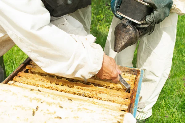 Un apicultor comprueba los marcos de abejas y miel de las abejas. Trabajo de apicultura en el colmenar. Enfoque selectivo . —  Fotos de Stock