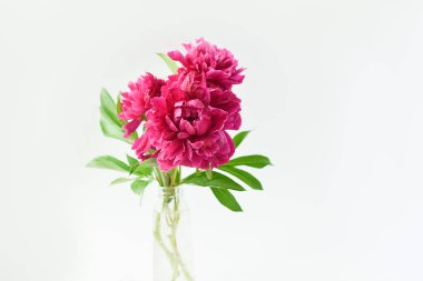 Beyaz izole arka plan üzerinde cam bir vazo kırmızı şakayık buket. Taze çiçekler. Seçici odak. Yatay çerçeve