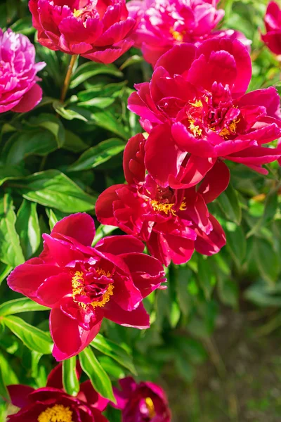 Arbusto peônias rosa no jardim ao ar livre. Fundo de flores frescas. Foco seletivo . — Fotografia de Stock