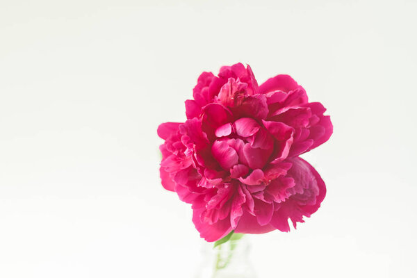 Peony pink color close-up on a white background. Fresh flowers isolate. Selective focus. Copy space. View from above. Horizontal frame