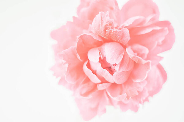 Peony of corral color close-up on a white background. Fresh flowers isolate. Selective focus. Close-up. View from above