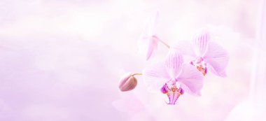 Muhteşem pembe orkide bir çiçek yakın. Seçici odak. Yatay çerçeve. Taze çiçekler doğal arka plan makro.