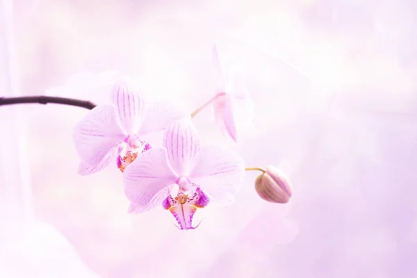 Eine Blume der prächtigen rosa Orchidee aus nächster Nähe. Selektiver Fokus. Horizontalrahmen. frische Blumen natürlicher Hintergrund Makro. — Stockfoto