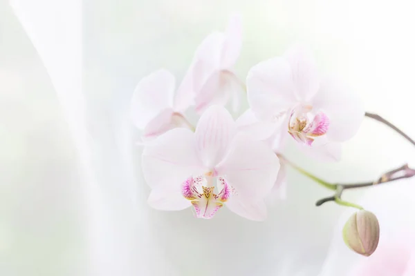 흰색 오키드 꽃이 닫힙습니다. 선택적 초점. 수평 프레임. 신선한 꽃 자연 배경. — 스톡 사진