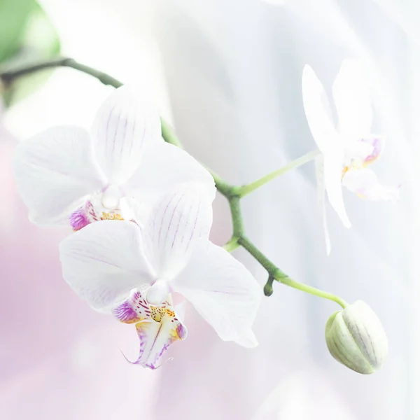 Fiore di orchidea bianca da vicino. Concentrazione selettiva. Cornice quadrata Fiori freschi sfondo naturale . Immagine Stock