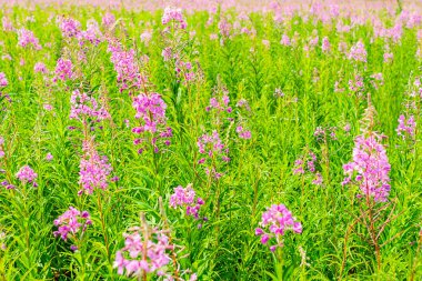 Kıbrıs veya Ivan çayı bir çayır tarlasında çiçek açıyor. Seçici odak. Yatay çerçeve.