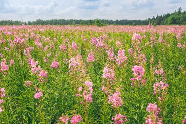 Kıbrıs veya Ivan çayı bir çayır tarlasında çiçek açıyor. Seçici odak. Yatay çerçeve.