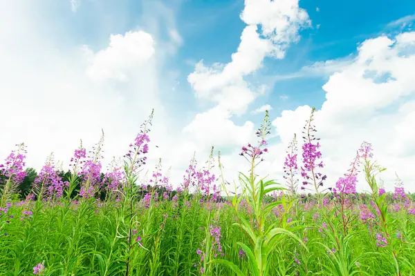 Chipre o Iván té floreciendo en un campo de pradera. Enfoque selectivo. Marco horizontal . — Foto de Stock