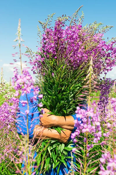 Hombre con el brazo lleno de flores silvestres Sauce hierba iwan té en el fondo de la floreciente pradera. Primer plano. Enfoque selectivo . — Foto de Stock