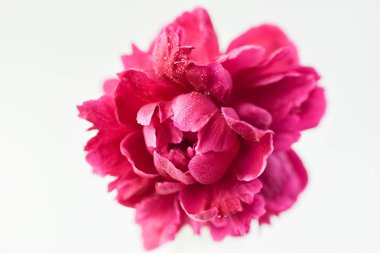 Beyaz izole arka plan üzerinde cam bir vazo kırmızı şakayık çiçek. Taze çiçekler. Seçici odak. Yatay çerçeve.