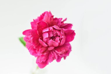 Beyaz izole arka plan üzerinde cam bir vazo kırmızı şakayık çiçek. Taze çiçekler. Seçici odak. Yatay çerçeve.