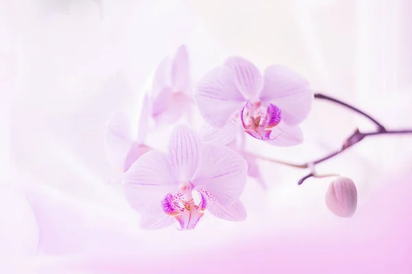 웅장한 분홍색 오키드의 꽃이 가까이에 있습니다. 선택적 초점. 수평 프레임. 신선한 꽃 자연 배경 매크로. — 스톡 사진