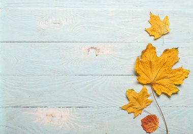 Mavi ahşap arka plan üzerinde Sonbahar sarı kuru akçaağaç yaprakları. Düz düzen. Yukarıdan görüntüleyin. Kopya alanı. Sonbahar konsepti.