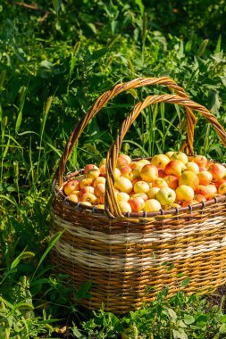 Yeşil çim açık havada büyük bir hasır sepet taze olgun organik elma. Sonbahar ve yaz hasat konsepti. Biyoçiftlik