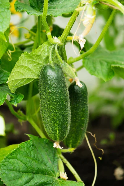 Yeşil bir asma açık havada taze olgun organik salatalık. Sonbahar ve yaz hasat konsepti. Biofarm ve bahçe.