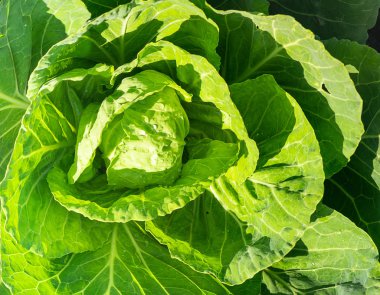 Taze beyaz lahana yukarıdan yakın çekim yaprakları. Organik gıda sebzeleri. Doğal arka plan.