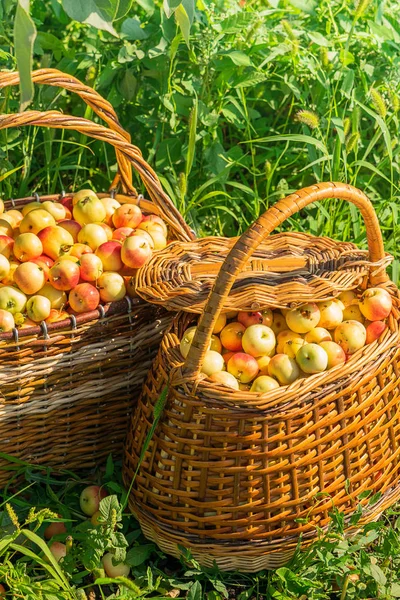 Yeşil çim açık havada büyük hasır sepetler taze olgun organik elma. Sonbahar ve yaz hasat konsepti.