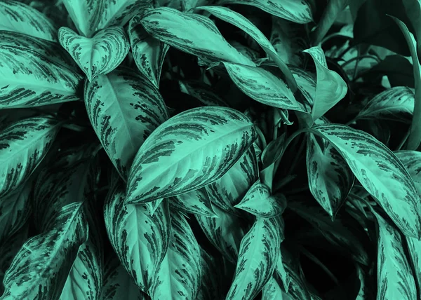Background of green leaves of tropical plants. The concept. Natural natural background. Copy space. Neon mint toning