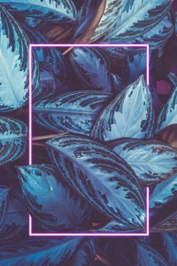 Bitki yapraklarından arka plan ve neon çerçeve. Doğal arka plan. Kavram. Kopya alanı. Dikey çerçeve.