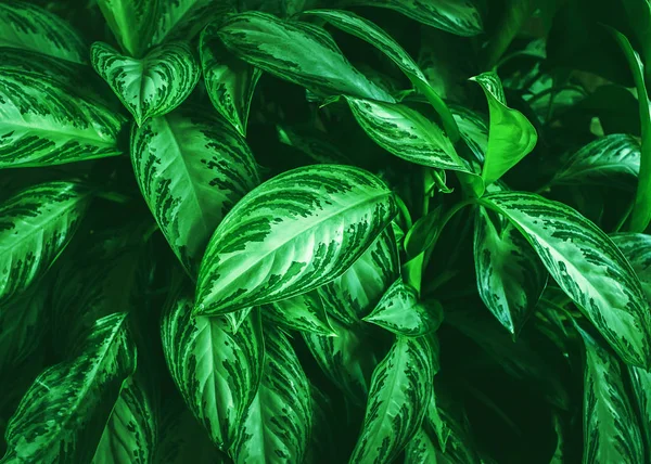 Bakgrund från gröna blad av tropiska växter. Naturlig bakgrund. Koncept. Horisontell ram — Stockfoto