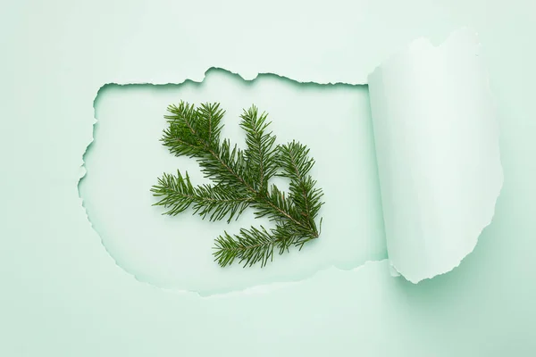 Zweige Fichte in einem großen zerrissenen Papierloch von blauer Farbe. Minimalismus. Neujahrs- oder Weihnachtskonzept. flache Lage. — Stockfoto