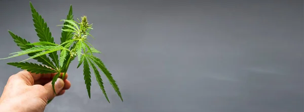 Un hombre sostiene una hoja verde fresca de cannabis en sus manos en la palma de su mano. Planta de cannabis sobre un fondo oscuro . — Foto de Stock