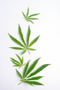 Kenevir marihuana esrarı beyaz arka plan bırakır. Çiçek arkaplan minimalizmi. Dikey çerçeve düz düzeni