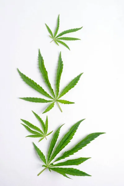 Cannabis marihuana cannabis deja un fondo blanco. Minimalismo de fondo floral. Marco vertical de diseño plano — Foto de Stock