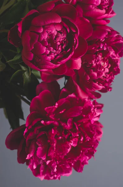 stock image Burgundy peony beautiful flowers close-up on a gray background. Floral natural background. flat layout top view