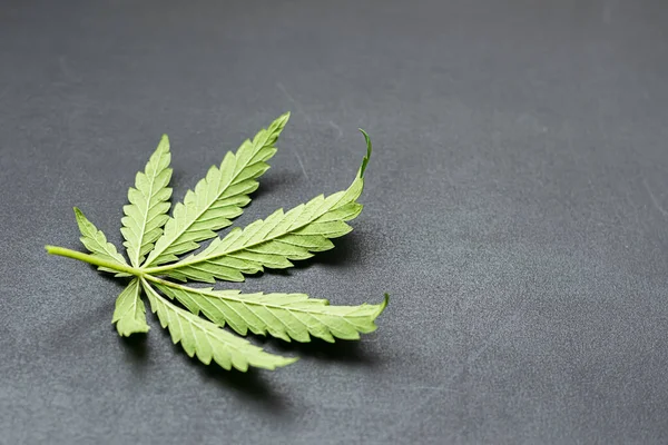 Cáñamo verde fresco planta hoja de cannabis sobre fondo oscuro. Fondo floral con texto de diseño de publicidad local . — Foto de Stock
