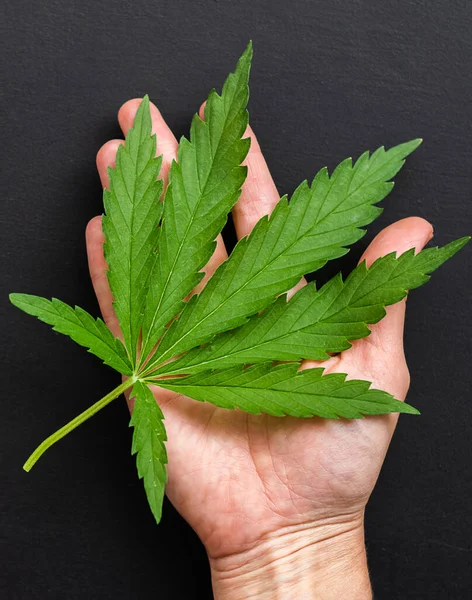 Una mano sostiene una hermosa hoja de cannabis fresco. Planta de cannabis sobre fondo oscuro. Fondo floral — Foto de Stock