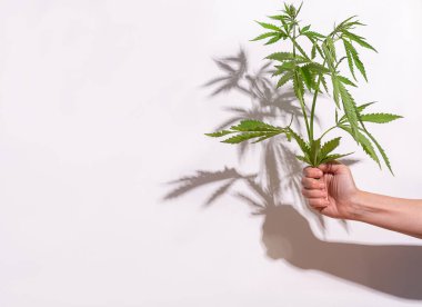 Elinde büyük yeşil yapraklı kenevir bitkisi var. Kenevir beyaz arka plan sert gölge ışığı. Çiçek arkaplan minimalizmi